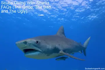 Scuba Diving With Sharks FAQs (The Good, The Bad and The Ugly)