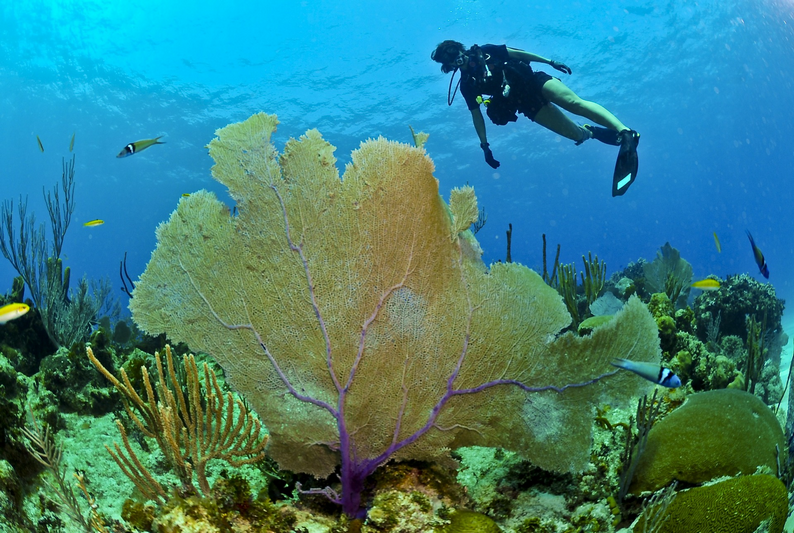 Scuba diver - How Deep Can Scuba Divers Dive
