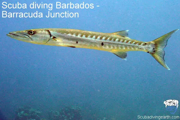 Scuba diving Barbados - Barracuda Junction