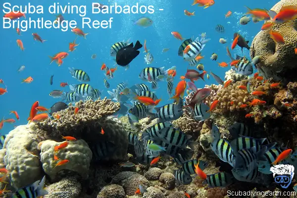 Scuba diving Barbados - Brightledge Reef