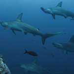 Scuba diving in Cocos Island - The Best Cocos Islands Dive Sites small - hammerheads