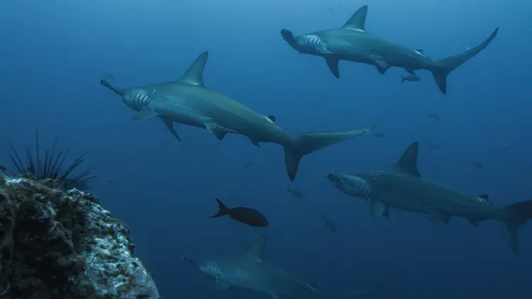 Hammerheads - Scuba diving in Cocos Island - The Best Cocos Islands Dive Sites
