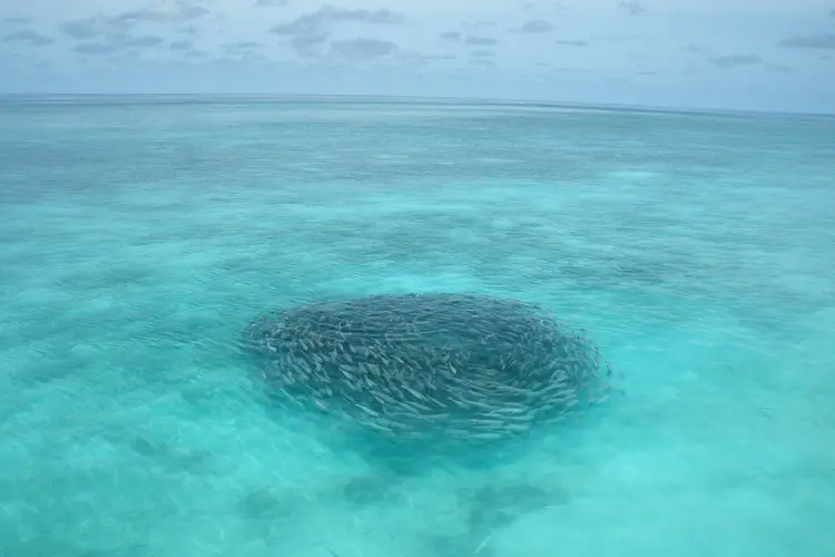 Scuba diving in Maldives in July