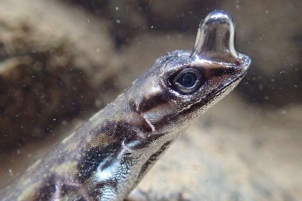 Scuba diving lizard - Water anole underwater breathing