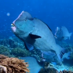 Scuba diving the Indonesian Forgotten Islands by liveaboard - bump head parrot fish small