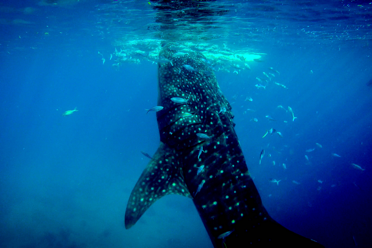 Scuba diving with whale sharks in the Maldives