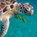Sea turtle - Marine life found in Indonesia small