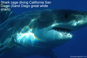 Shark Cage Diving San Diego, California (San Diego Great White Shark)
