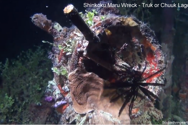 Shinkoku Maru Wreck - Truk or Chuuk Lagoon larger