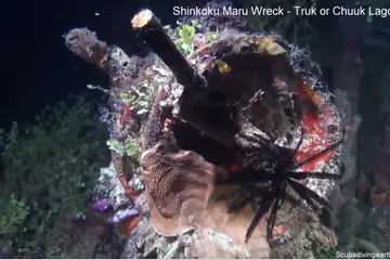 Scuba Dive The Shinkoku Maru Wreck Of Truk Lagoon (Details Of Truk Lagoon Wrecks)
