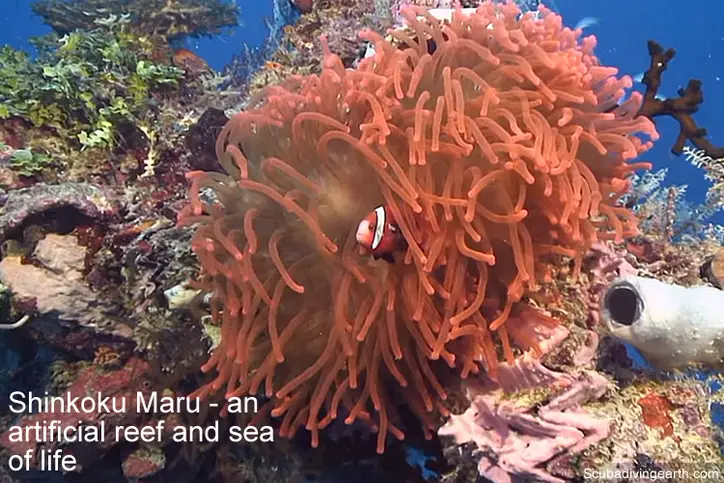 Shinkoku Maru - an artificial reef and sea of life