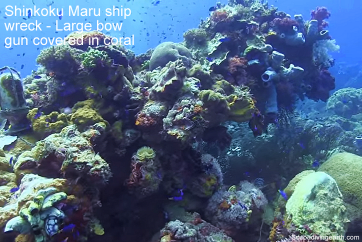 Shinkoku Maru ship wreck - Large bow gun covered in coral