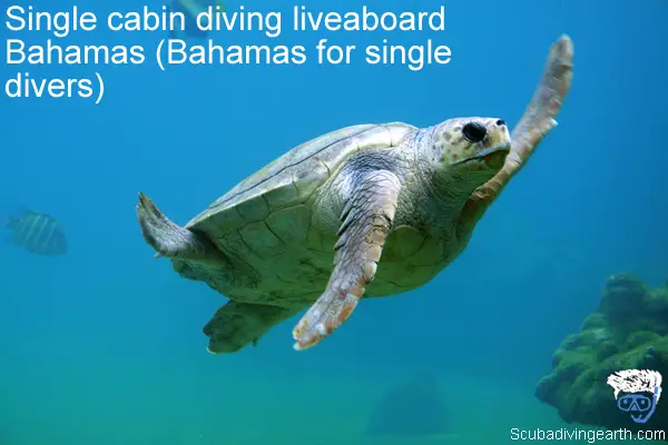 Single cabin diving liveaboard Bahamas - Bahamas for single divers