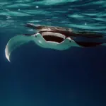 Manta Ray - Snorkelling vs scuba diving in Maldives small