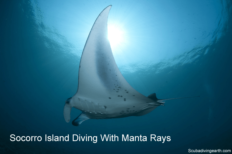 Socorro Island Diving with manta rays