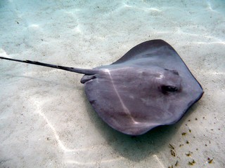 Do Wetsuits Protect From Stingrays?