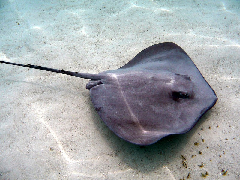Stingray - Do Wetsuits Protect From Stingrays