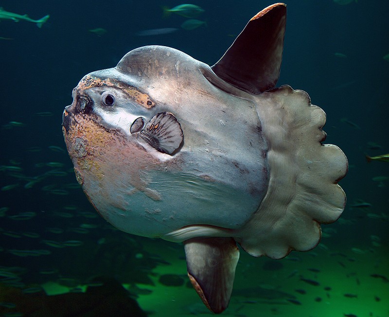 Sunfish - Mola Mola - what fish are found in Indonesia large