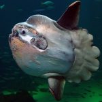 Sunfish - Mola Mola - what fish are found in Indonesia smaller