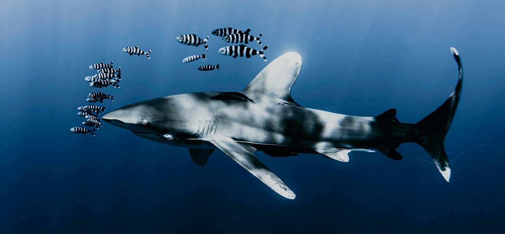 Egypt The Brothers Liveaboard Diving Oceanic whitetip shark