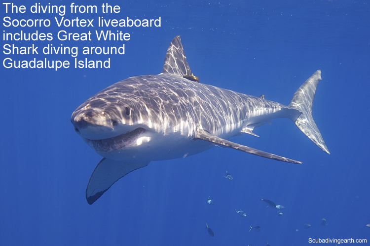 The diving from the Socorro Vortex liveaboard includes Great White Shark diving around Guadalupe Island