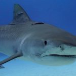Tiger Beach Liveaboard Diving - tiger shark