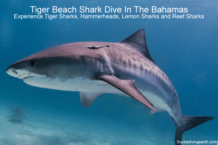 Tiger Beach shark dive the Bahamas larger
