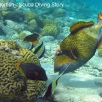 Titan Triggerfish Breeding Season (Scuba Diving Story In The Red Sea)