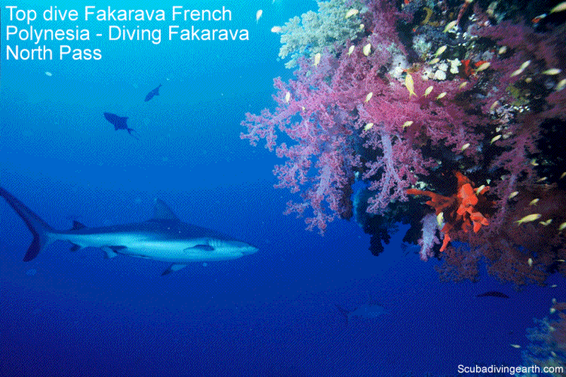 Top dive Fakarava French Polynesia - Diving Fakarava North Pass