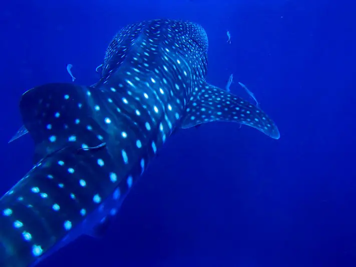 Whale sharks Belize