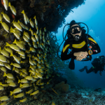What Are The Basics of Scuba Diving For Beginners?