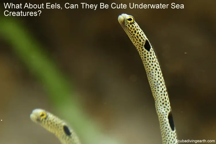 What about eels as cute underwater sea creatures