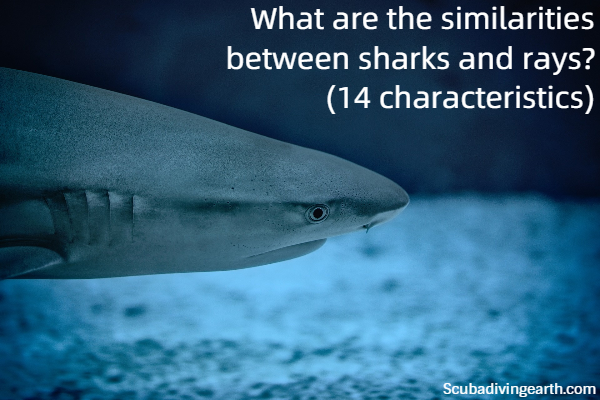 What are the similarities between sharks and rays - 14 characteristics