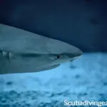 What are the similarities between sharks and rays