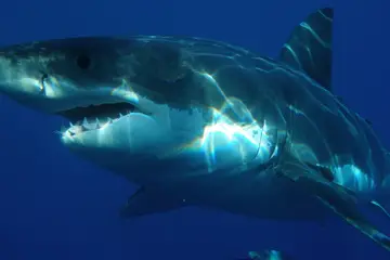 What are three interesting facts about the great white shark? (Plus 50 cool facts)