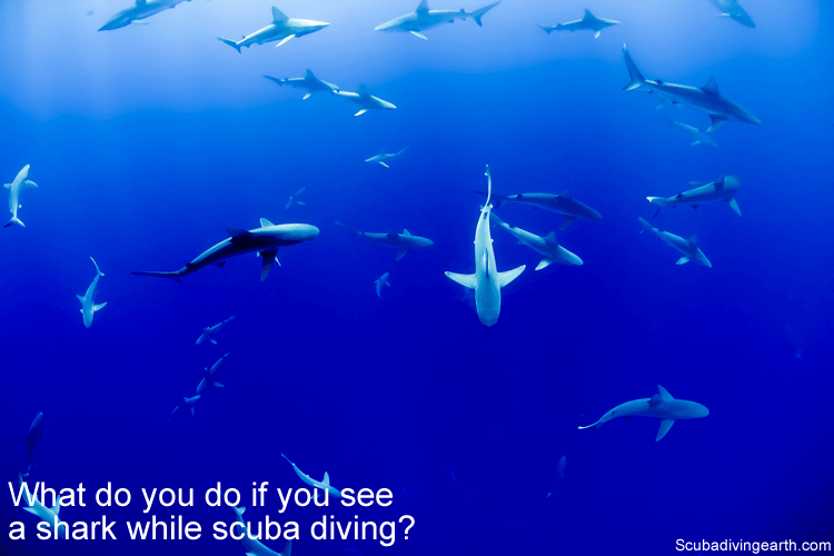 What do you do if you see a shark while scuba diving