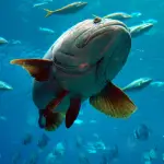 What Fish Can Eat Sharks (Grouper Eats Shark Whole On Deep Sea Feeding)