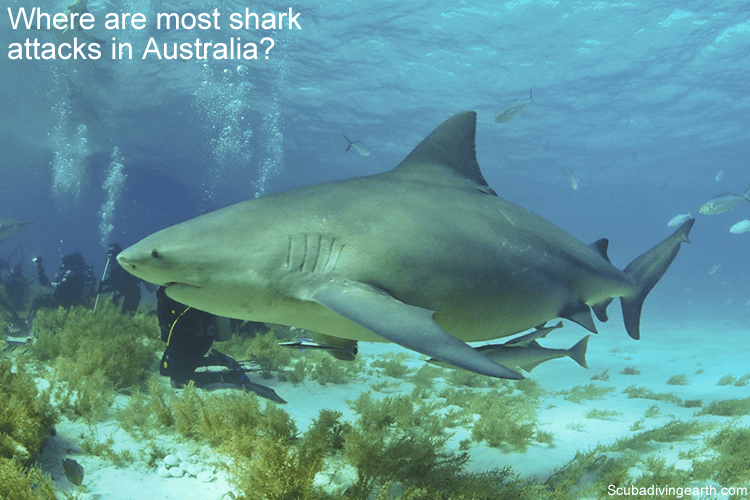 Where are most shark attacks in Australia