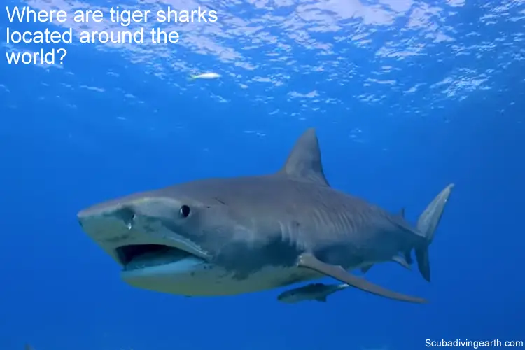 Where are tiger sharks located around the world