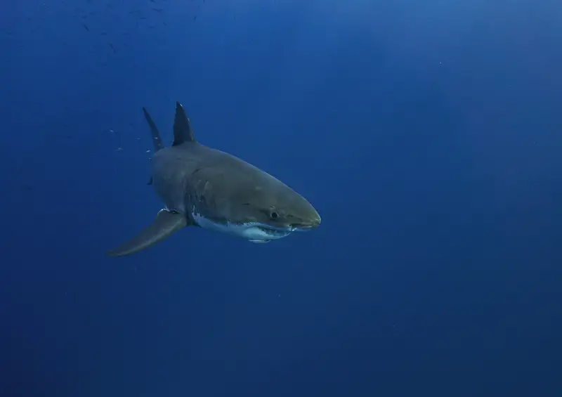 Great White Shark - Where is the Great White Highway