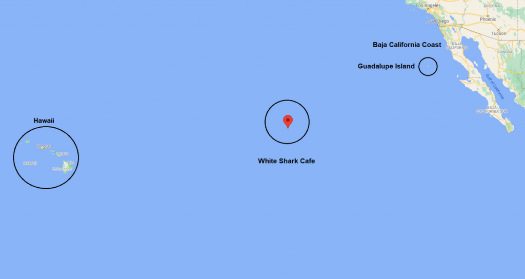 Map of where White Shark Cafe is located