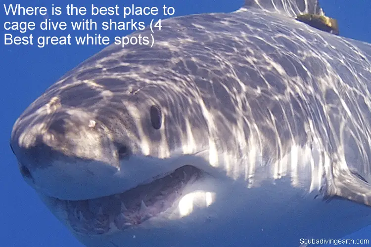 Where is the best place to cage dive with sharks - 4 Best great white spots large