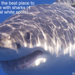 Where is the best place to cage dive with sharks - 4 Best great white spots small