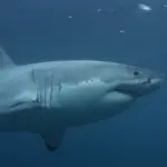 Where Do You Find Great White Sharks (A Few Big Surprises!)