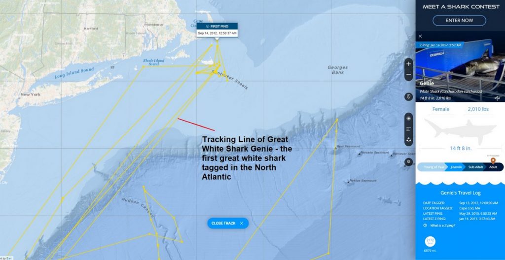 Why Are Sharks Coming To Long Island - Genie first great white shark