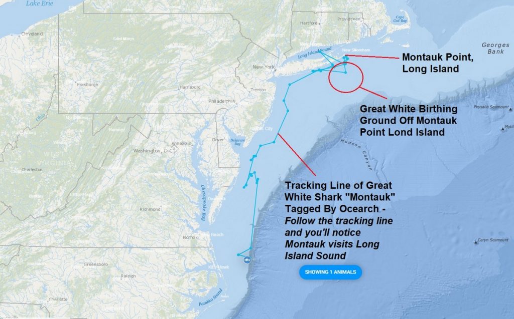Why Are Sharks Coming To Long Island - Montauk great white shark