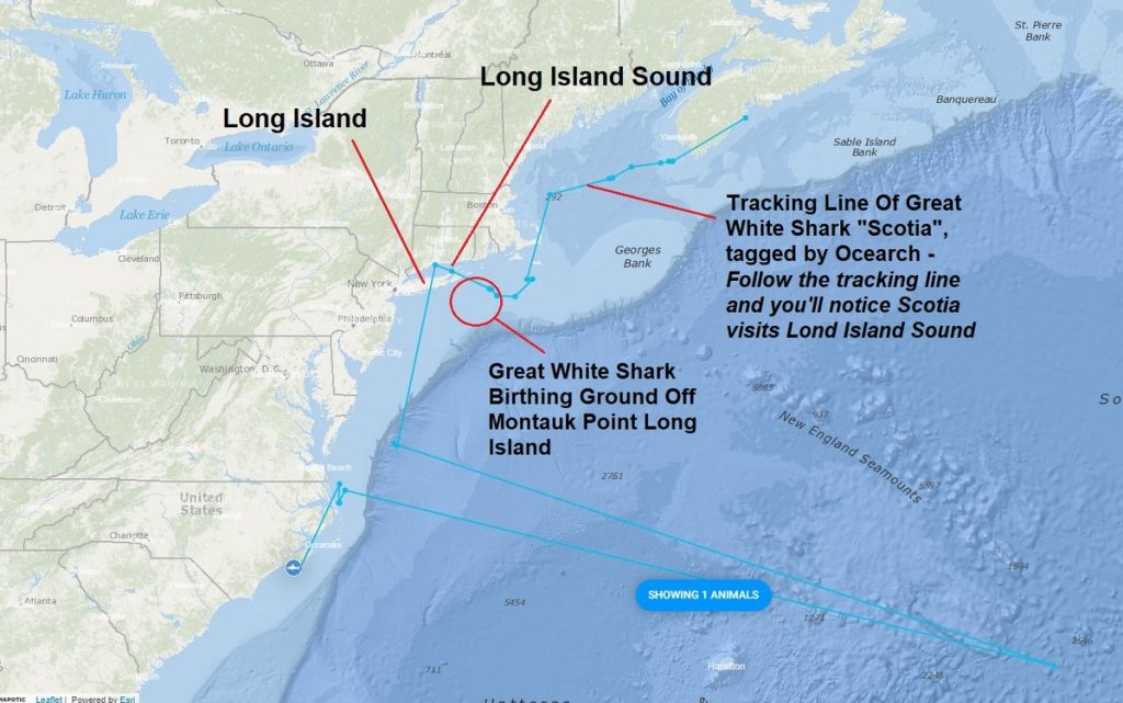 Why Are Sharks Coming To Long Island - Scotia Great White Shark Detail