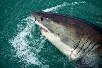 Why Are There So Many Great White Sharks In Cape Cod?