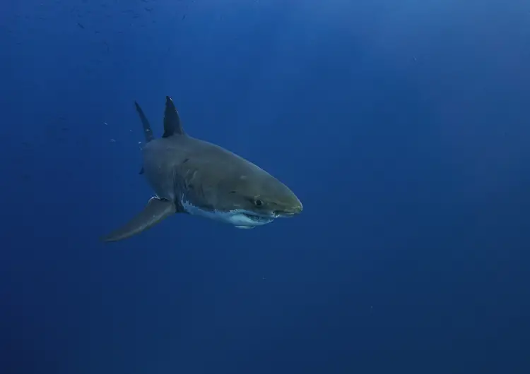 Why can’t great white sharks stay in captivity
