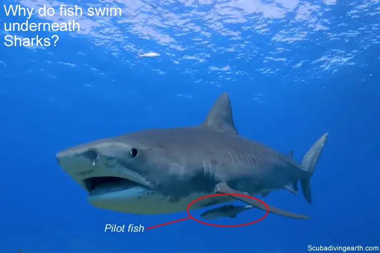 Why do fish swim underneath Sharks